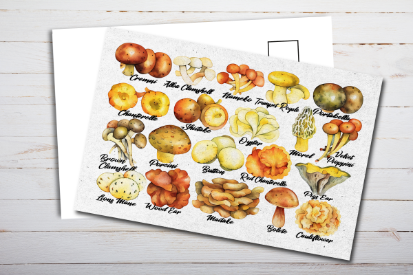 Edible Mushrooms Postcard