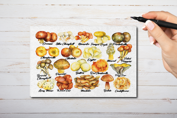 Edible Mushrooms Postcard