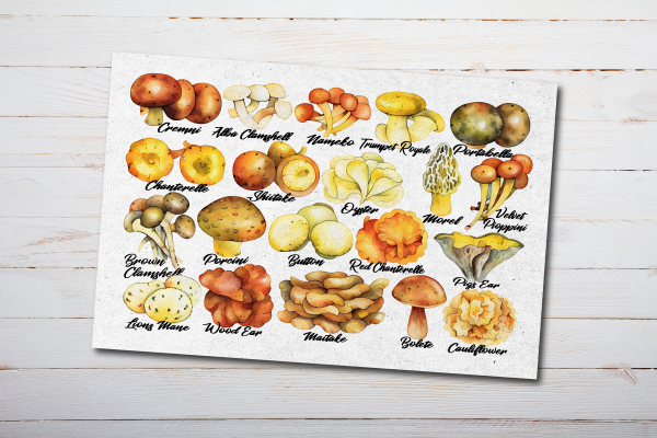 Edible Mushrooms Postcard