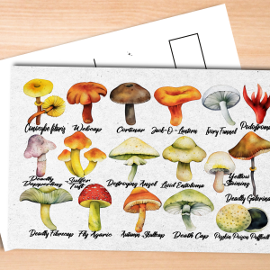 Poisonous Mushrooms Postcard