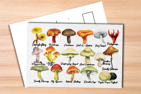 Poisonous Mushrooms Postcard