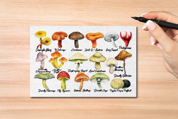 Poisonous Mushrooms Postcard