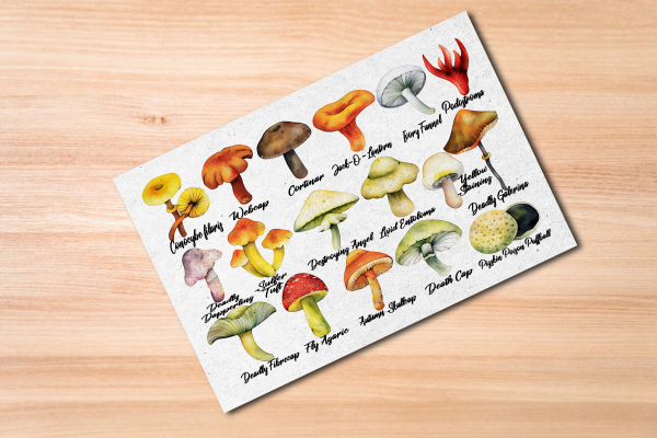 Poisonous Mushrooms Postcard