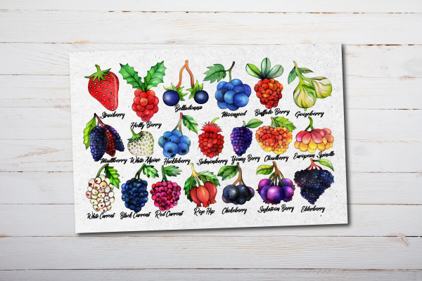 Wild Berries Postcards