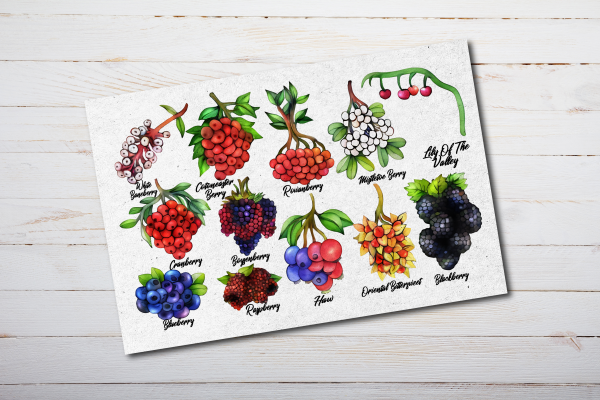 Wild Berries Postcards