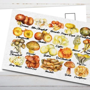 Edible Mushrooms Postcard