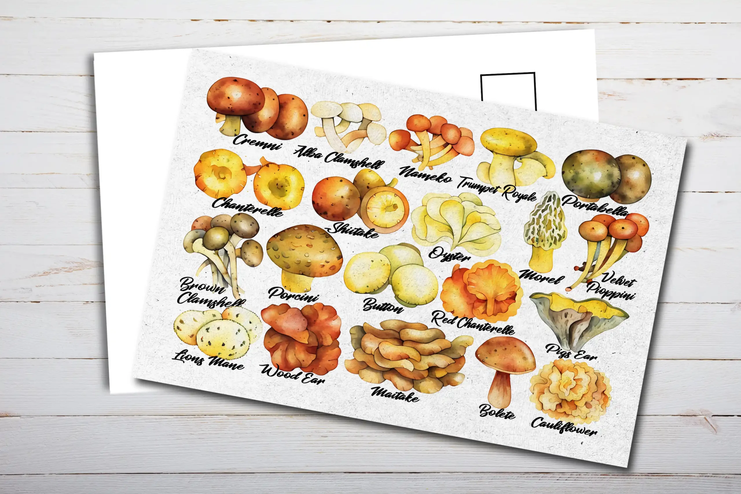 Edible Mushrooms Postcard