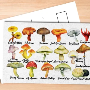 Poisonous Mushrooms Postcard